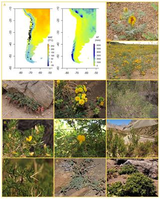 Speciation and evolution of growth form in Adesmia D. C. (Dalbergieae, Fabaceae): the relevance of Andean uplift and aridification